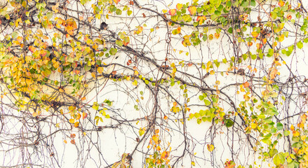 Obraz na płótnie Canvas Fall Ivy Creeper colorful leaves on a wall of a house