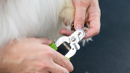 Groomer woman trimming the claws on the paws of a papillon dog. 