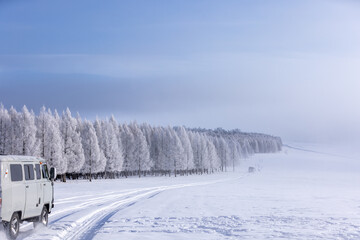 Beautiful of snow-covered pine trees in winter evokes a serene and magical atmosphere.