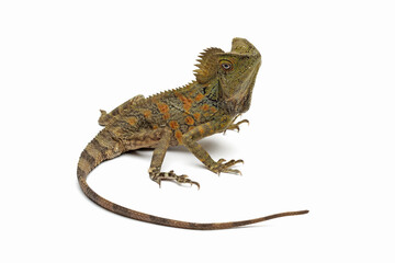 forest dragon lizard isolated on white, gonocephalus chamaeleontinus
