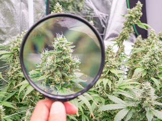 Looking through a magnifying glass at mature cannabis plants ready for harvest in a greenhouse