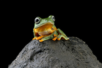 flying frog sitting on a rock ( rhacophorus reinwardtii )