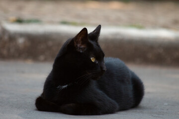 Gato Preto - black cat