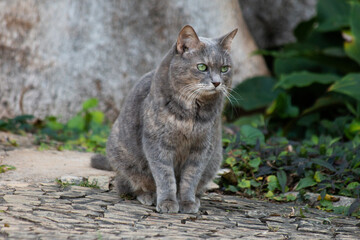 Naklejka na ściany i meble Gato cinza - grey cat