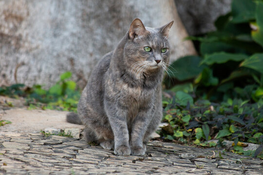 Gato cinza - grey cat