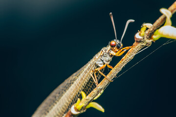 Close up of a Antlion (Myrmeleontidae) perched on branch on nature background, Selective focus,...