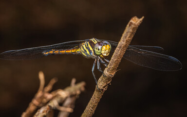 Close up of Dragonfly perched on a tree branch, dry wood and nature background, Selective focus, insect macro, Colorful insect in Thailand.