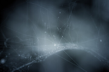 Dew drops on spider web with blurred background and bokeh, Abstract and nature background, Macro and Close up photo, Selective focus.