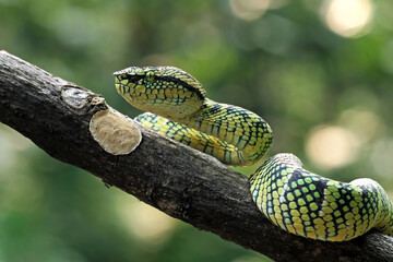 snake on the tree, wagleri pit viper