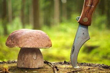 Close up Bolete mushroom next to knife on stump