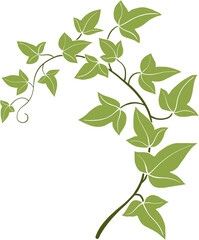 ivy vine illustration