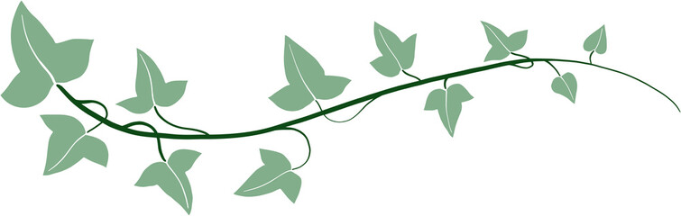 ivy vine illustration