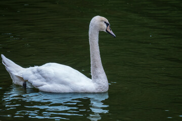 A graceful white swan swimming on a lake with dark water. The white swan is reflected in the water