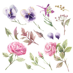 Collection of watercolor illustrations of flowers, roses, violets, garden herbs and flowers. Illustration isolated on white background.