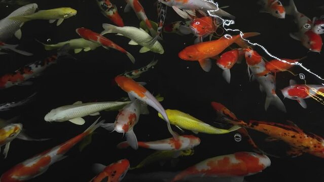 Colorful Japanese's carp fish in healthy pond, Can Tho city, Vietnam