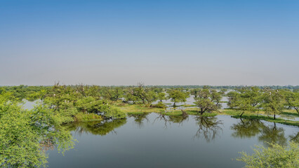 There are many lakes in the swampy area. Green grass and trees on the banks. Storks Mycteria leucocephala nest on the branches. Blue sky. A mirror image in the water. Copy space. India. Keoladeo