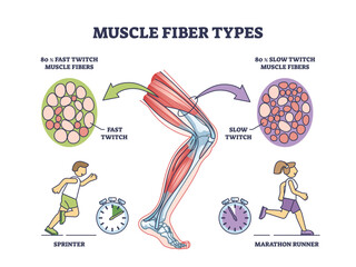 Muscle fiber types with fast and slow twitch fibers anatomy outline diagram. Labeled educational medical scheme with muscular cross section for sprinter and marathon runners vector illustration. - obrazy, fototapety, plakaty