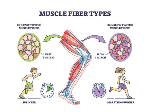 Muscle fiber types with fast and slow twitch fibers anatomy outline diagram. Labeled educational medical scheme with muscular cross section for sprinter and marathon runners vector illustration.