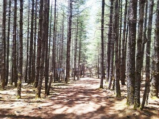 beauty of the mountain forest