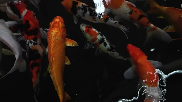 Colorful Japanese's Koi fish in healthy pond, Can Tho city, Vietnam