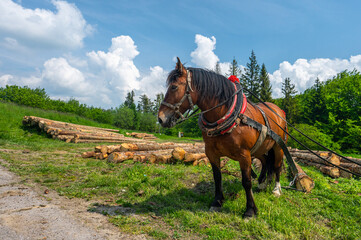A horse working in the forest. Using a horse for pulling logs in forestry. Carpathian Mountains,...