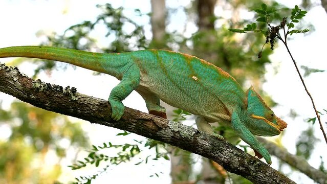 A giant chameleon moves across a branch in search of prey