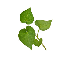 Plu Kaow leaf (Houttuynia cordata Thunb.) isolated on white background .Thai herbal plant that has medicinal properties . Medicine from nature vegetables.