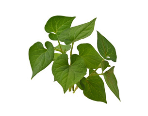 Fototapeta premium Plu Kaow leaf (Houttuynia cordata Thunb.) isolated on white background.