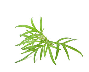 Fototapeta premium Artemisia vulgaris L, Sweet wormwood, artemisia annua branch green leaves isolated on white background