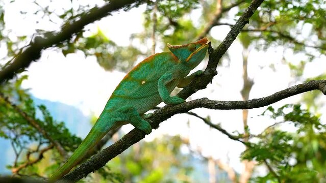 A chameleon sitting on a branch color adapted to the environment looks around