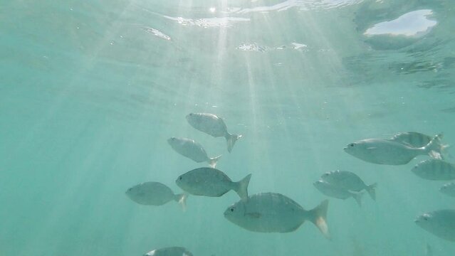 Slow Motion Underwater video in the Caribbean sea. Swimming together with the fish very close to them.
