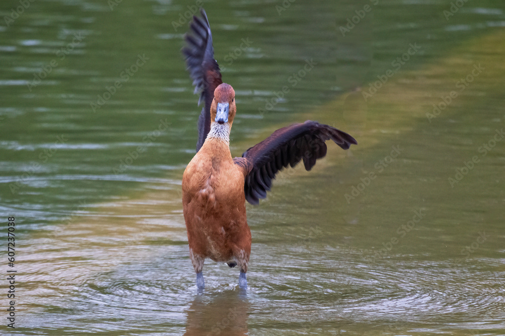 Aufkleber a close up of a fulvous whistling duck. it is standing in shallow water facing forward. one wing poi