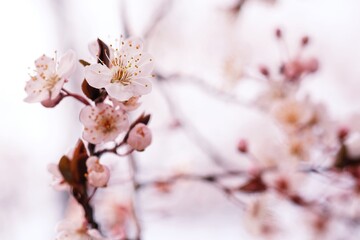 Cherry Blossom or Sakura flower on nature background.