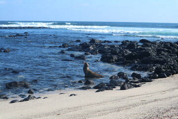갈라파고스 물개