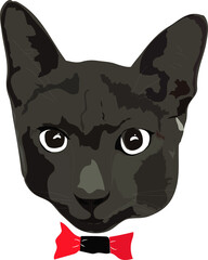 Korat Cat