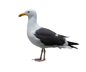 An isolated seagull standing profile, looking to the left on a blank background