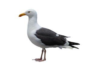 An isolated seagull standing profile, looking to the left on a blank background