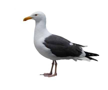 An isolated seagull standing profile, looking to the left on a blank background