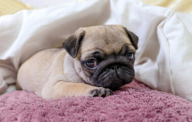 Cute pug, a pug breed dog lies in a blanket on a white bed in the bedroom.