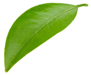 Obraz premium Citrus leaves isolated