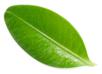 Fototapeta na wymiar Berry leaves isolated