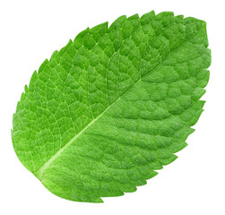 Obraz premium Mint leaves isolated
