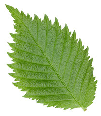 Hazelnut nut leaves isolated on white