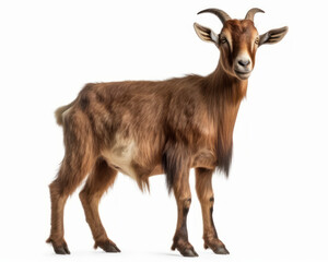 photo of Oberhasli goat isolated on white background. Generative AI