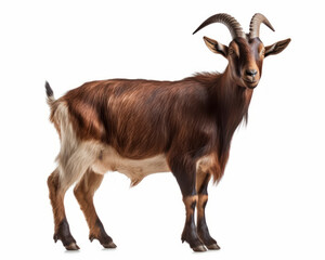 photo of Oberhasli goat isolated on white background. Generative AI