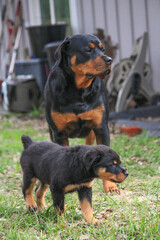 11 week old male rottweiler playing with 2 year old female rottweiler 