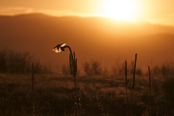 sunset in the field flying bird