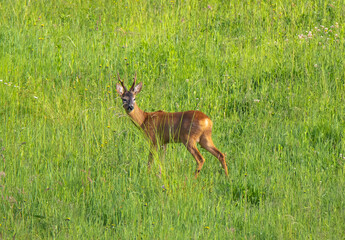 A roebuck watching from the grass