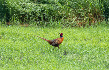 A pheasant walking through the grass