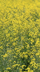 The flowers are starting to bloom